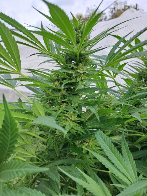 OUT Biscotti Zamnesia Clones. Week 36 - DAY252 Pheno #1