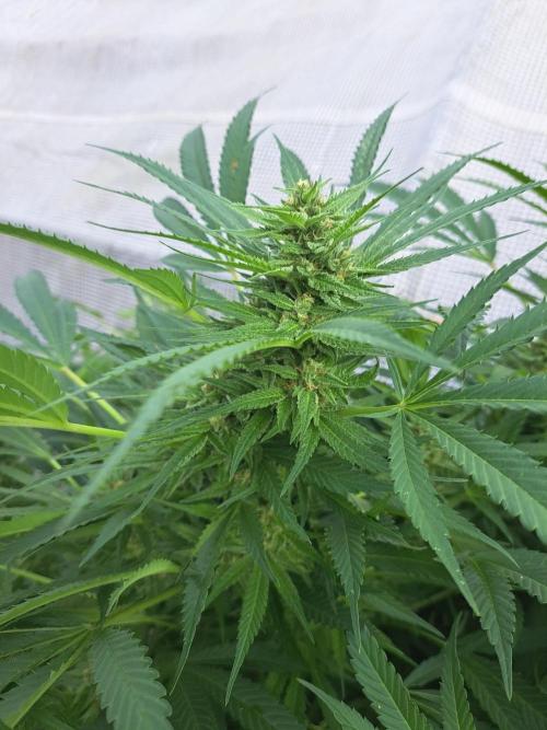 OUT Biscotti Zamnesia Clones. Week 36 - DAY252 Pheno #1