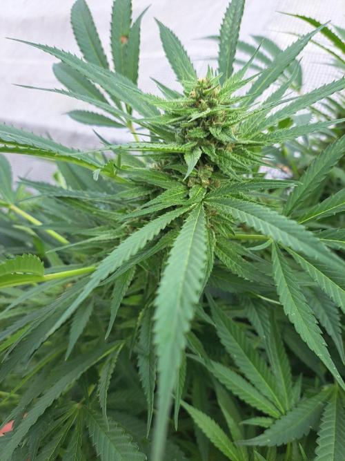 OUT Biscotti Zamnesia Clones. Week 36 - DAY252 Pheno #1