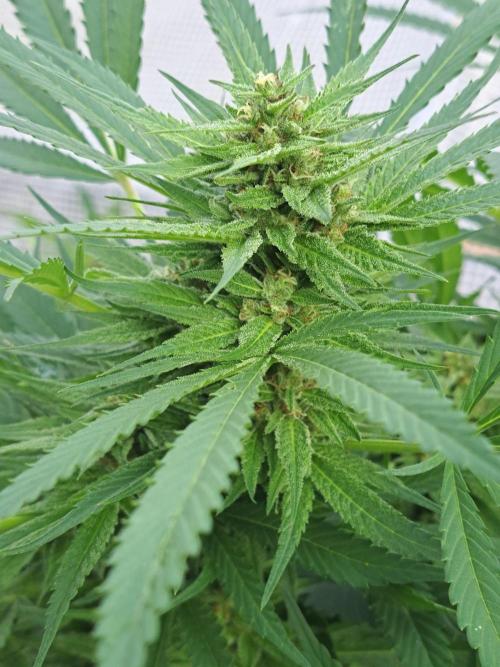 OUT Biscotti Zamnesia Clones. Week 36 - DAY252 Pheno #1