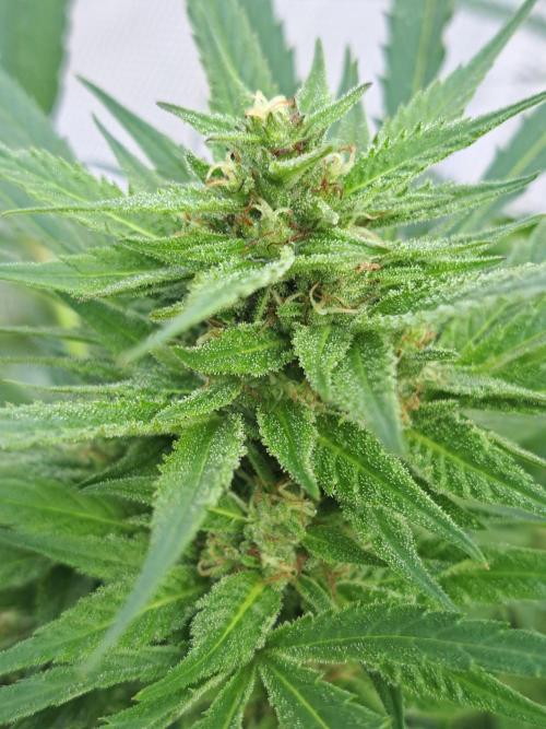 OUT Biscotti Zamnesia Clones. Week 36 - DAY252 Pheno #1