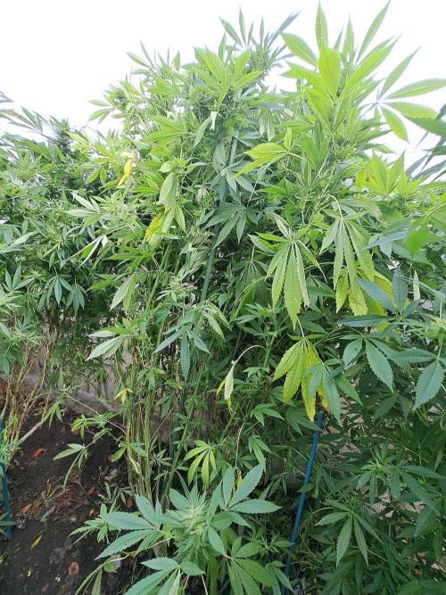 OUT Biscotti Zamnesia Clones. Week 36 - DAY252 Pheno #2