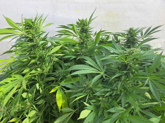 OUT Biscotti Zamnesia Clones. Week 36 - DAY252 Pheno #2