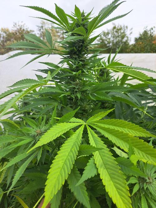 OUT Biscotti Zamnesia Clones. Week 36 - DAY252 Pheno #2