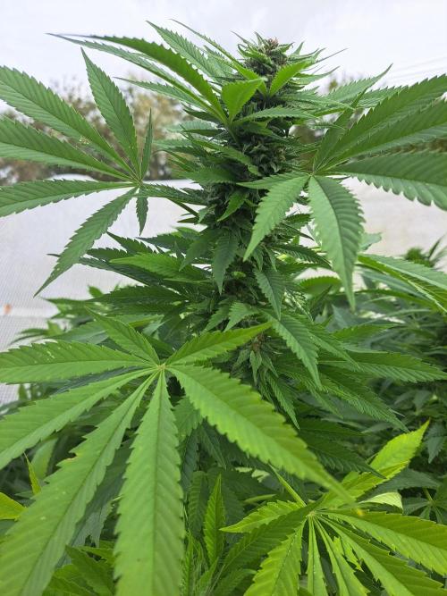 OUT Biscotti Zamnesia Clones. Week 36 - DAY252 Pheno #2