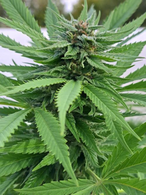 OUT Biscotti Zamnesia Clones. Week 36 - DAY252 Pheno #2