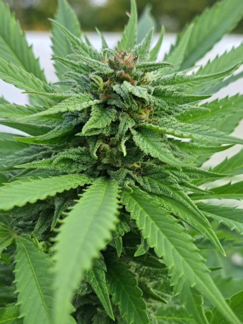 OUT Biscotti Zamnesia Clones. Week 36 - DAY252 Pheno #2