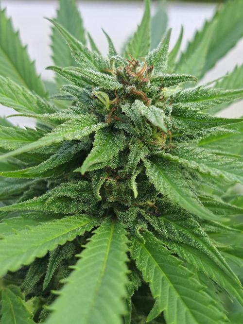 OUT Biscotti Zamnesia Clones. Week 36 - DAY252 Pheno #2