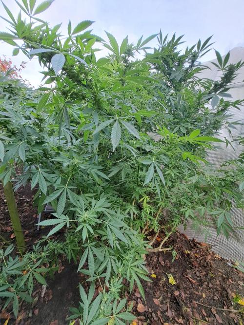 OUT Biscotti Zamnesia Clones. Week 36 - DAY252 Pheno #5