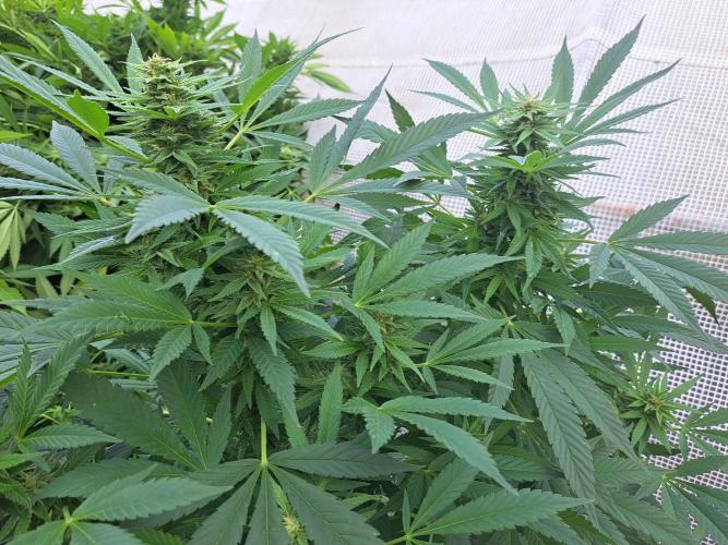 OUT Biscotti Zamnesia Clones. Week 36 - DAY252 Pheno #5