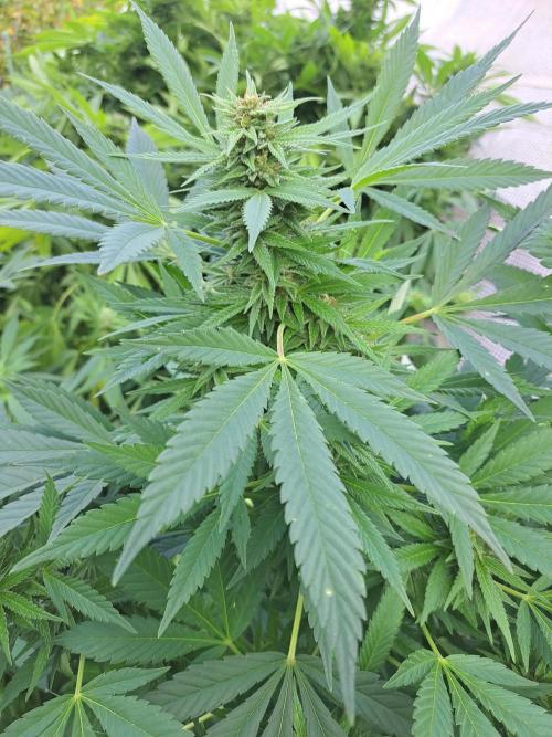 OUT Biscotti Zamnesia Clones. Week 36 - DAY252 Pheno #5