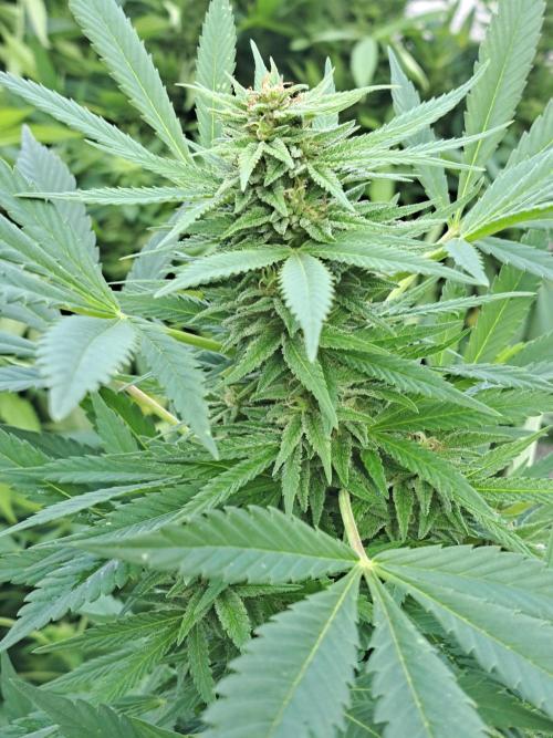 OUT Biscotti Zamnesia Clones. Week 36 - DAY252 Pheno #5