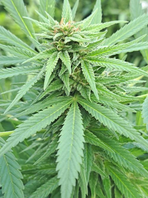 OUT Biscotti Zamnesia Clones. Week 36 - DAY252 Pheno #5