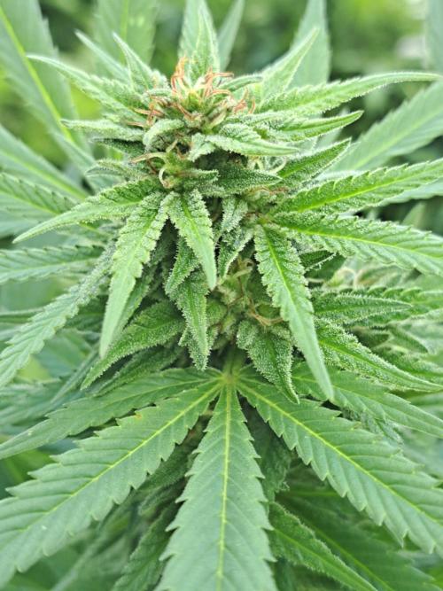 OUT Biscotti Zamnesia Clones. Week 36 - DAY252 Pheno #5