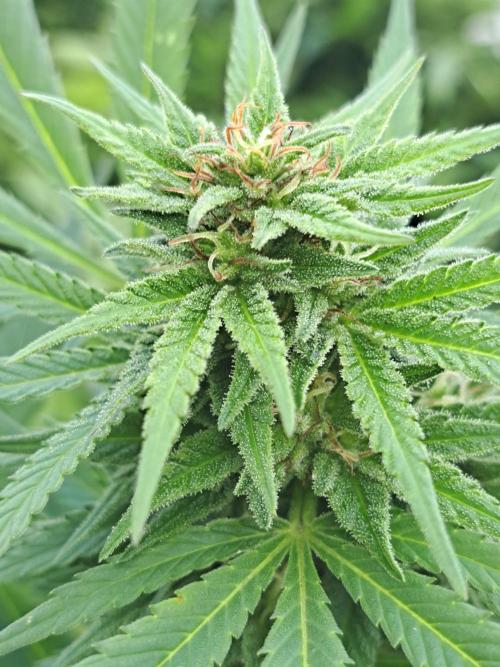 OUT Biscotti Zamnesia Clones. Week 36 - DAY252 Pheno #5