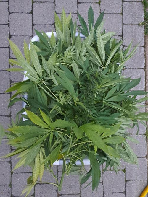 OUT Biscotti Zamnesia Clones. Week 37 - DAY252 A basket full of buds