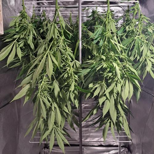 OUT Biscotti Zamnesia Clones. Week 37 - DAY252 Drying in a growtent