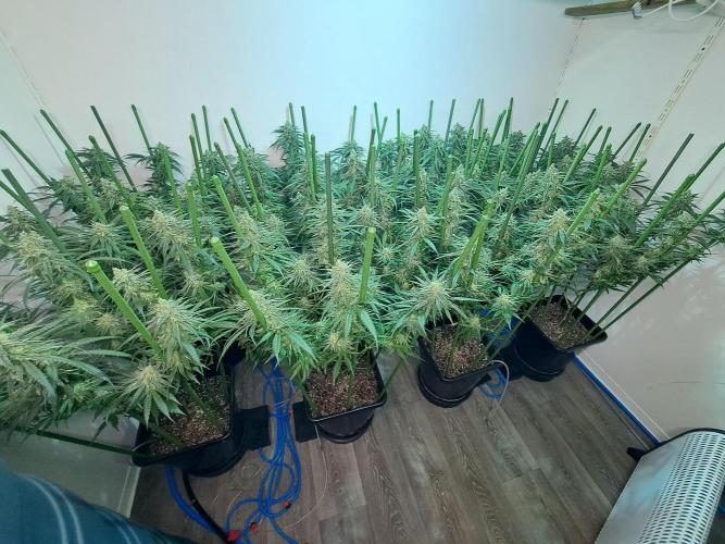 IN Liberty Haze & Biotabs. Week 15 - DAY48