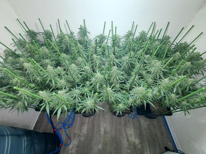 IN Liberty Haze & Biotabs. Week 15 - DAY48