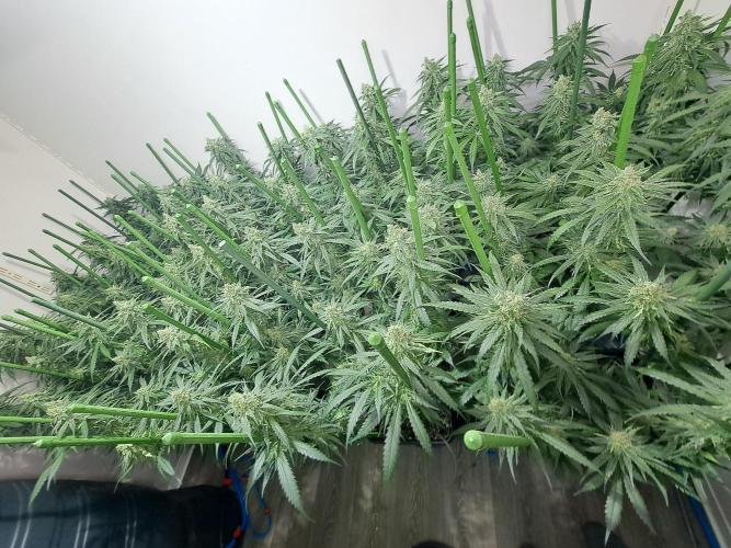 IN Liberty Haze & Biotabs. Week 15 - DAY48