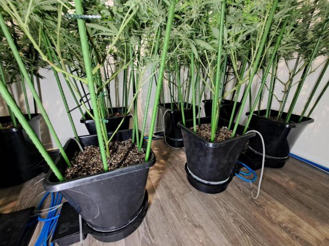 IN Liberty Haze & Biotabs. Week 15 - DAY48