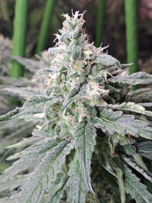 IN Liberty Haze & Biotabs. Week 15 - DAY48