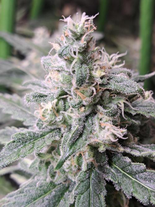 IN Liberty Haze & Biotabs. Week 15 - DAY48