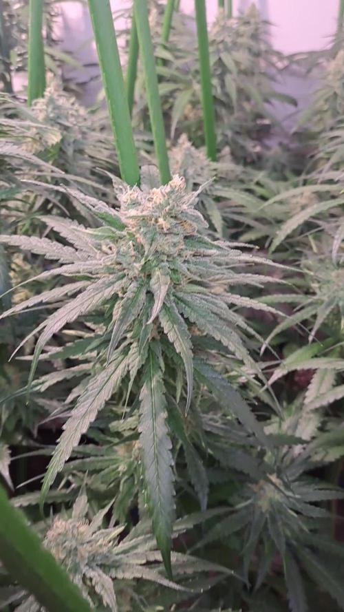 IN Liberty Haze & Biotabs