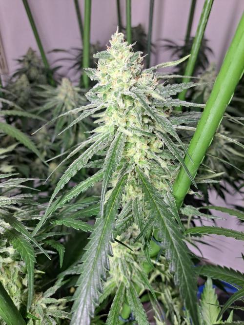 IN Liberty Haze & Biotabs. Week 15 - DAY48