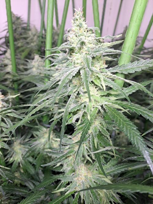 IN Liberty Haze & Biotabs. Week 15 - DAY48