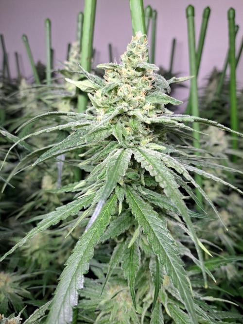 IN Liberty Haze & Biotabs. Week 15 - DAY48