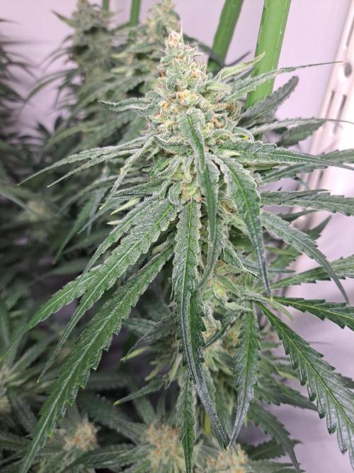 IN Liberty Haze & Biotabs. Week 15 - DAY48