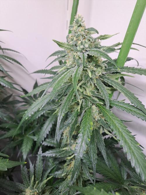 IN Liberty Haze & Biotabs. Week 15 - DAY48