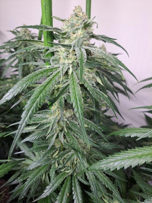 IN Liberty Haze & Biotabs. Week 15 - DAY48