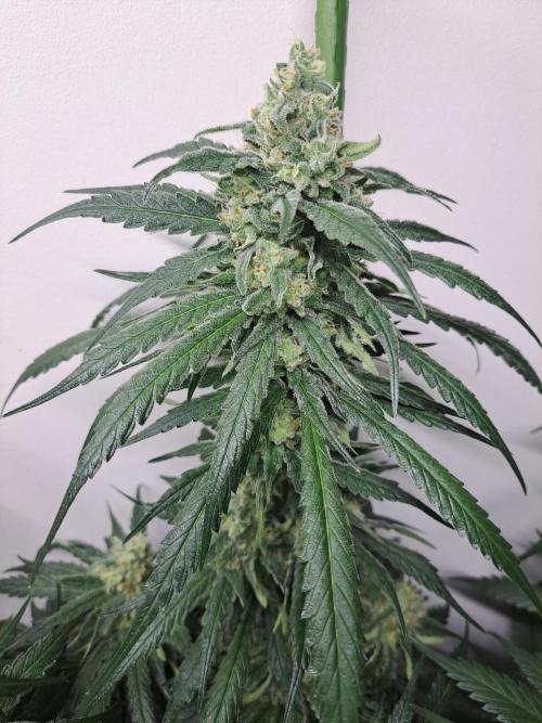 IN Liberty Haze & Biotabs. Week 15 - DAY48