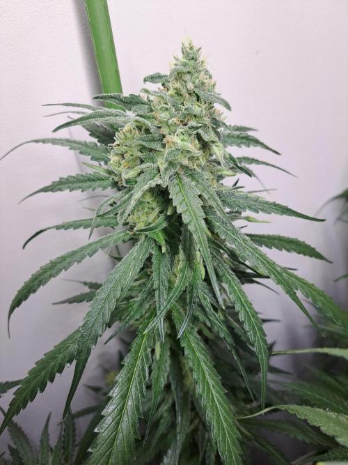 IN Liberty Haze & Biotabs. Week 15 - DAY48