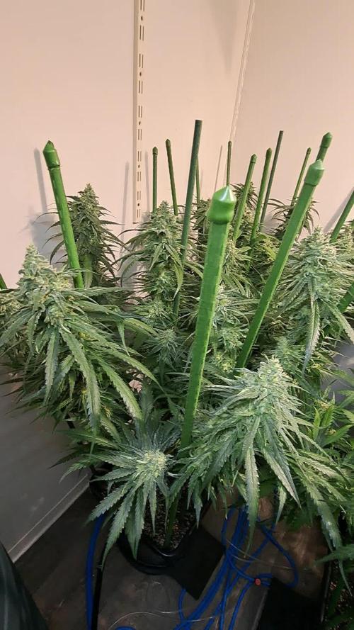 IN Liberty Haze & Biotabs