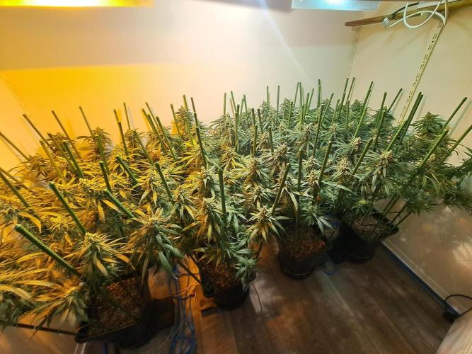 IN Liberty Haze & Biotabs. Week 16 - DAY55