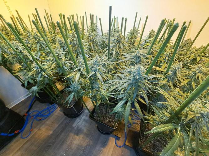 IN Liberty Haze & Biotabs. Week 16 - DAY55