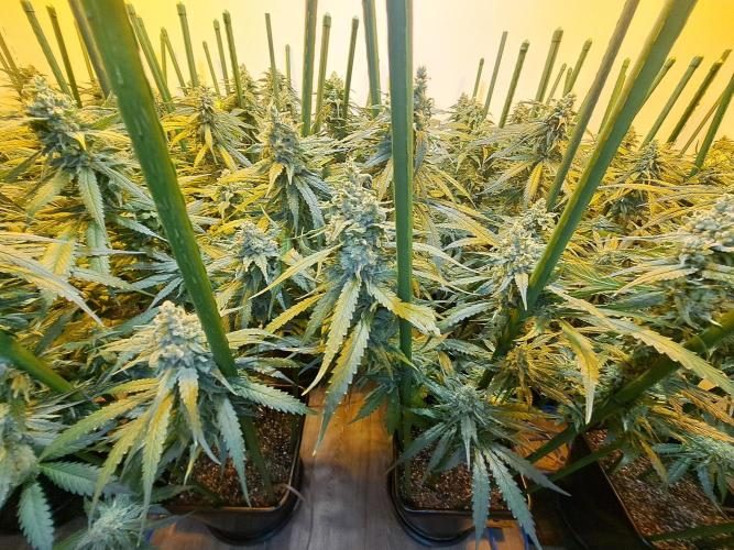 IN Liberty Haze & Biotabs. Week 16 - DAY55