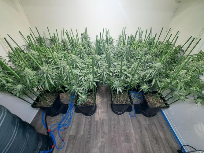 IN Liberty Haze & Biotabs. Week 16 - DAY55