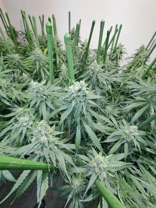 IN Liberty Haze & Biotabs. Week 16 - DAY55