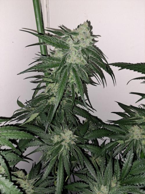 IN Liberty Haze & Biotabs. Week 16 - DAY55