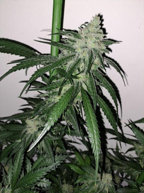 IN Liberty Haze & Biotabs. Week 16 - DAY55