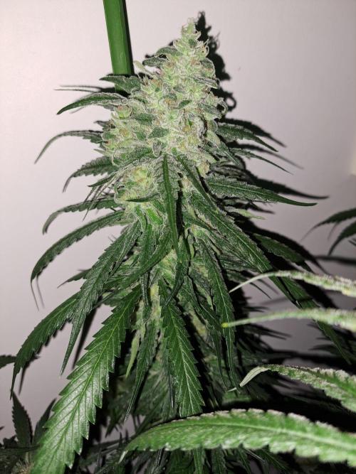 IN Liberty Haze & Biotabs. Week 16 - DAY55