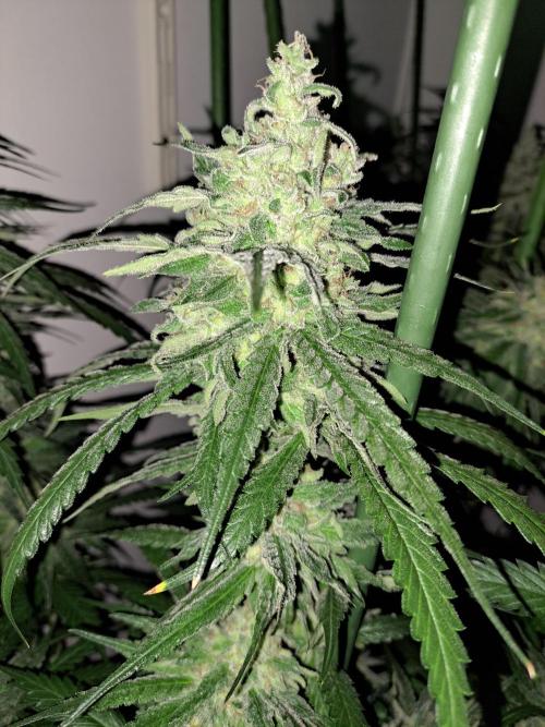 IN Liberty Haze & Biotabs. Week 16 - DAY55