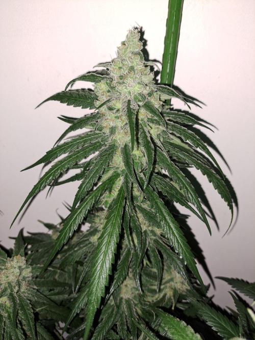 IN Liberty Haze & Biotabs. Week 16 - DAY55