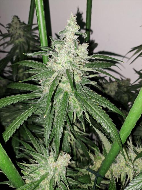 IN Liberty Haze & Biotabs. Week 16 - DAY55