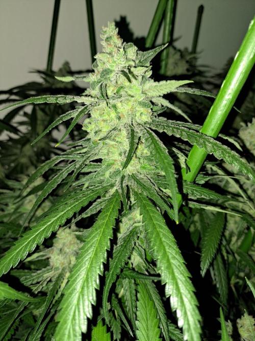 IN Liberty Haze & Biotabs. Week 16 - DAY55