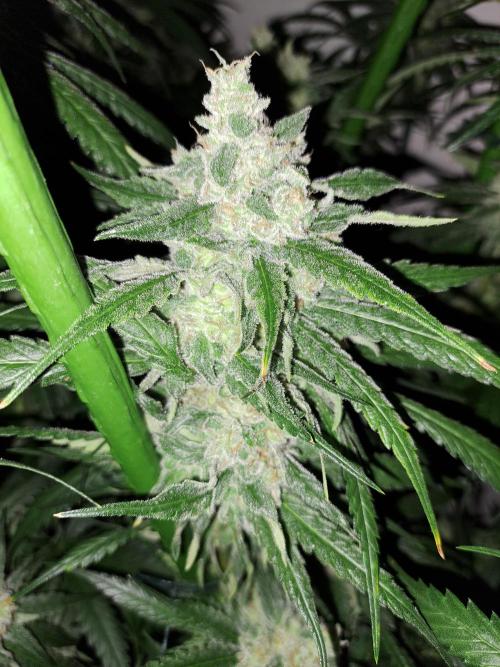 IN Liberty Haze & Biotabs. Week 16 - DAY55